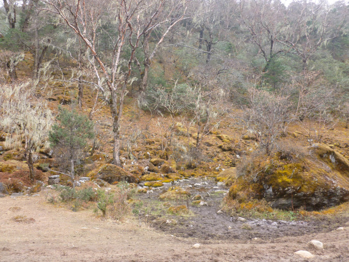 Moss, ice, more moss, and mud along the trail