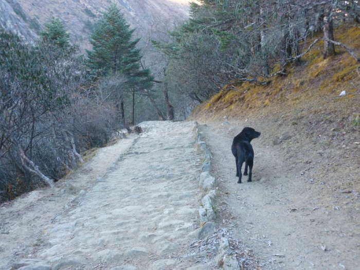The dog that followed me as I walked to Ama Dablam Base Camp