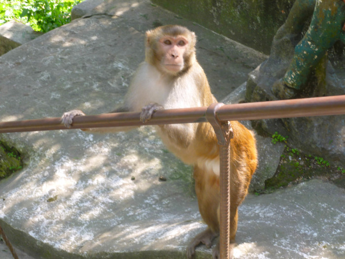 A monkey at Swayambhunath