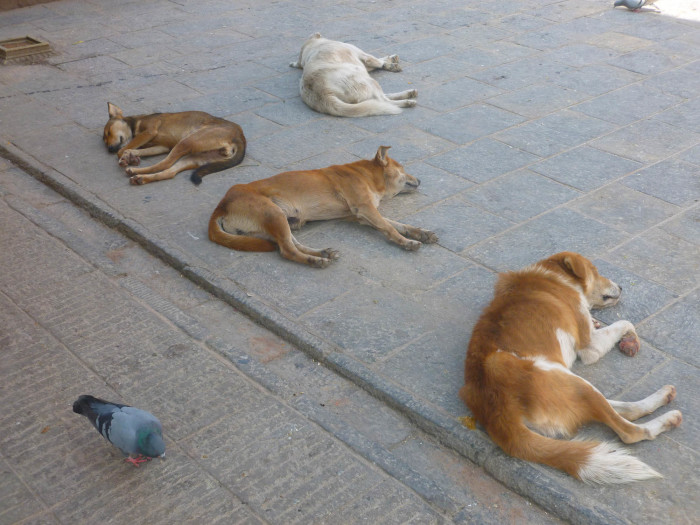 Sleepy dogs at Swayambhunath
