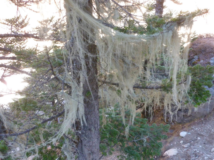 Moss along the trail