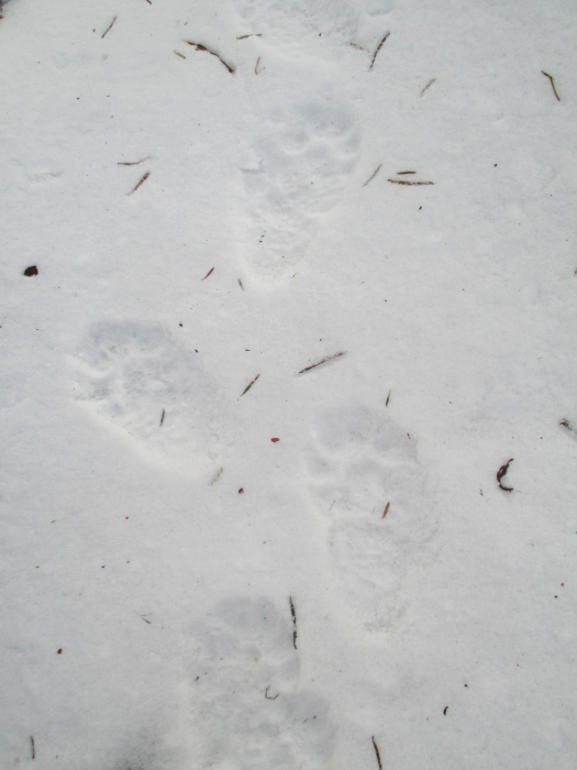What I think are red panda footprints?