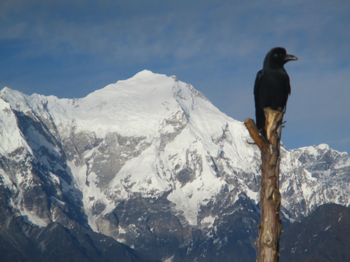 Langtang Lirung and an out-of-focus bird.