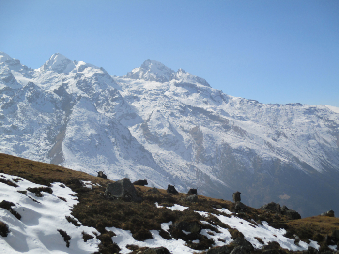 More resting yaks.