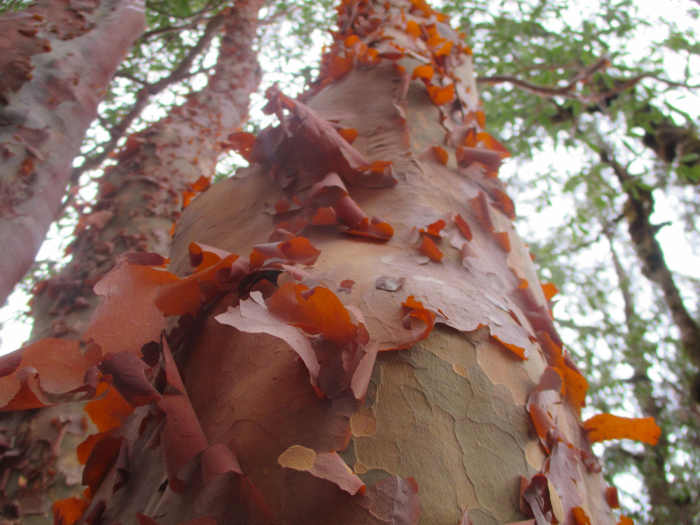 Interesting bark on this tree.