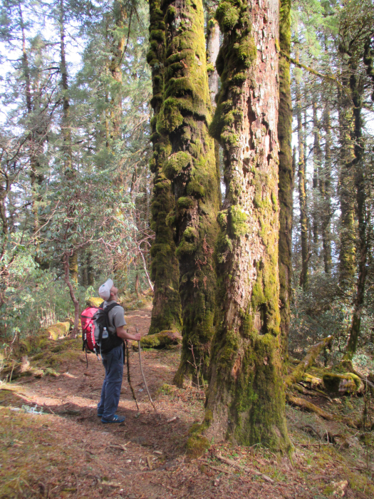 A big, gnarled, mossy tree.