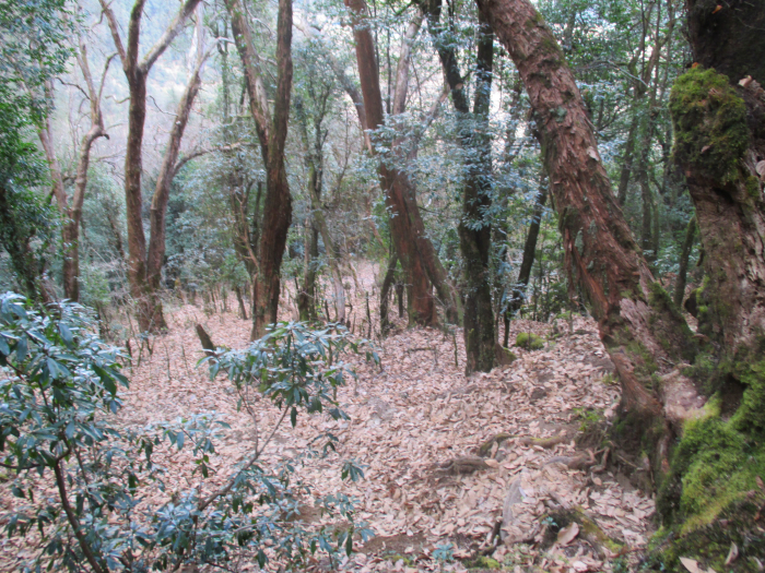More forest.