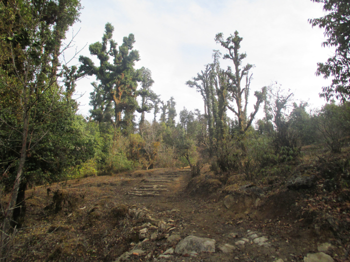 The trees were larger once we entered the national park.