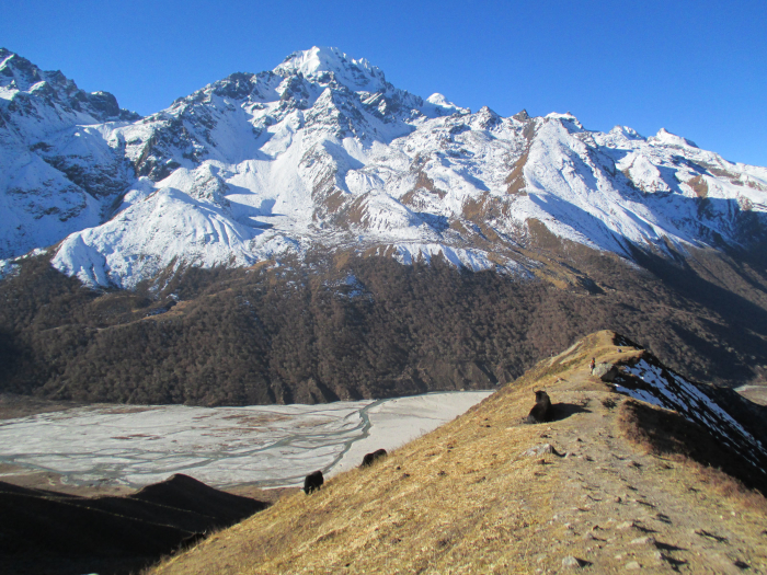 Resting yaks.