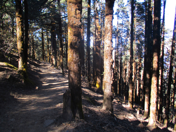 The pine forest neat Cholongpati.
