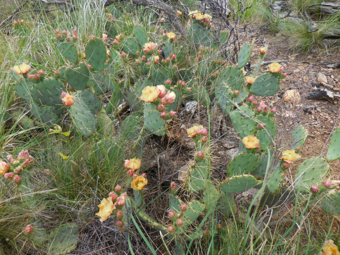 Blooming prickly pear on the South rim